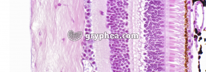 Rétine avec cônes et batonnets x200 - gryphea.org